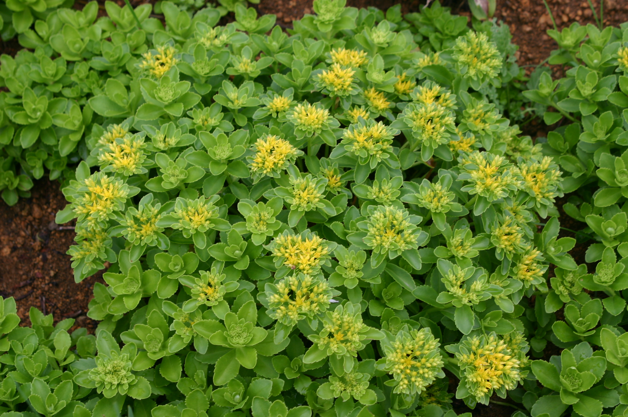 Sedum middendorffianum 'Gumkang'